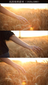 手摸金色麦田实景视频素材