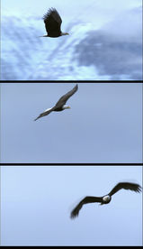 雄鹰展翅高飞实拍视频素材