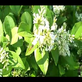 东营风光-花朵-采蜜