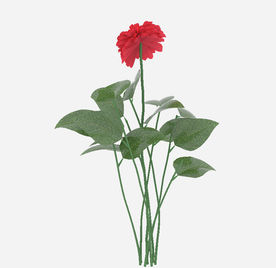 红花植物模型