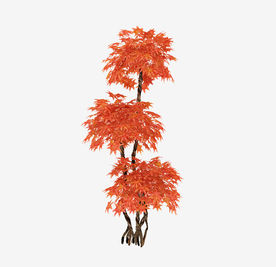 枫树模型