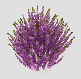 薰衣草模型