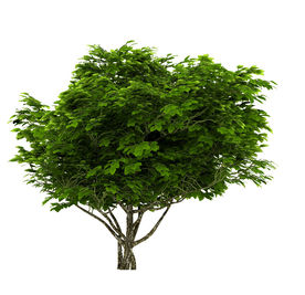 室外植物古树模型