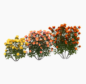 玫瑰花丛模型
