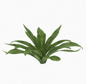 绿叶植物模型