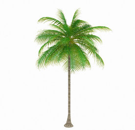 热带棕榈模型