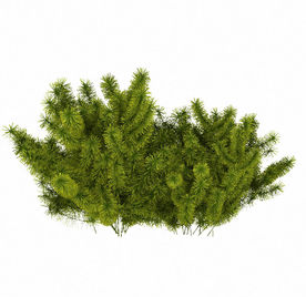 绿色丛生植物模型