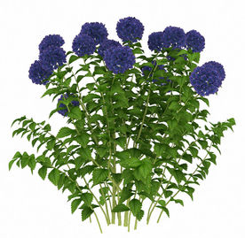 蓝色花朵植物模型