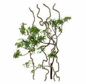 绿色藤蔓植物模型