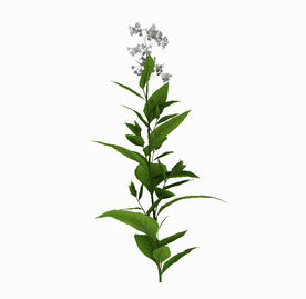 草花庭院花草模型