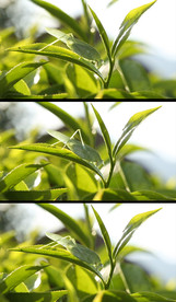 茶叶上的蚂蚱高清实拍视频