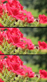 风吹喇叭花高清实拍视频