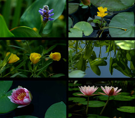 高清实拍唯美花朵风景