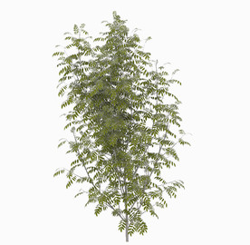 室外绿色植株模型