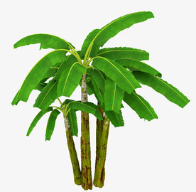 芭蕉树模型