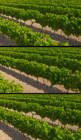 实拍葡萄园视频素材