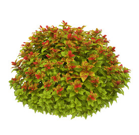 绿化带植物模型