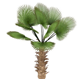 植物棕榈树模型