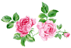 玫瑰素材 通道分层