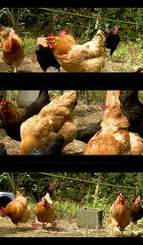 实拍养殖鸡场视频素材