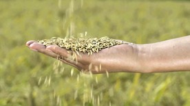 水稻种植到成熟到米饭