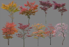 建筑景观效果图后期植物红色枫叶