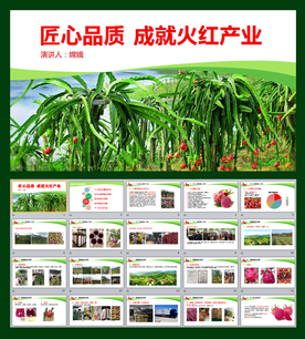 火龙果水果农业公司简介PPT模