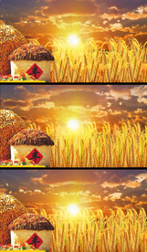 喜庆丰收粮仓麦穗视频素材