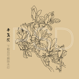 辛夷图片大全 辛夷设计素材 辛夷模板下载 辛夷图库 昵图网soso Nipic Com