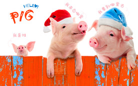宠物猪背景墙