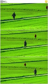 绿色农田行走的老人