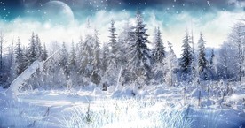 冬天雪地雪景飘雪森林