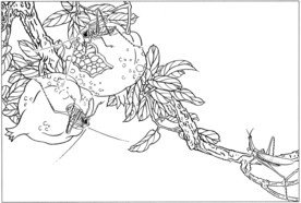 花鸟虫草白描素描 国画工笔