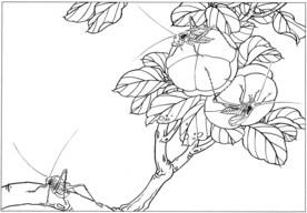 花鸟虫草白描素描 国画工笔