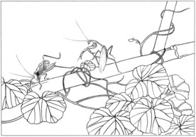 花鸟虫草白描素描 国画工笔