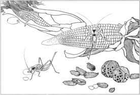 花鸟虫草白描素描 国画工笔