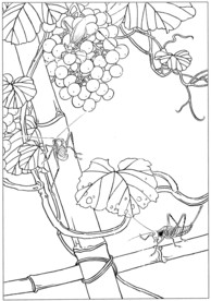 花鸟虫草白描素描 国画工笔