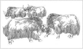 耗牛白描素描线描国画