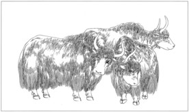 耗牛白描素描线描国画