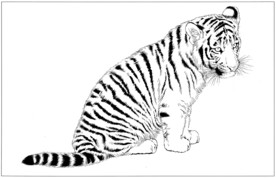 老虎 白描 素描 线描 国画