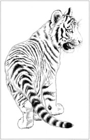 老虎 白描 素描 线描 国画