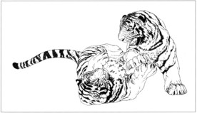老虎 白描 素描 线描 国画