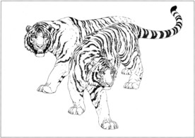 老虎 白描 素描 线描 国画