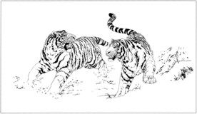 老虎 白描 素描 线描 国画