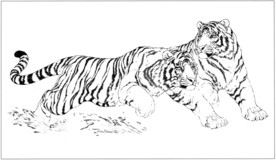 老虎 白描 素描 线描 国画