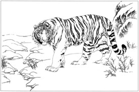 老虎 白描 素描 线描 国画