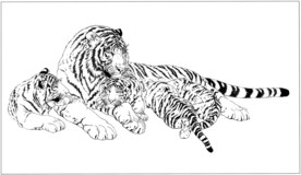 老虎 白描 素描 线描 国画