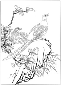 锦鸡 白描 素描 线描 国画稿
