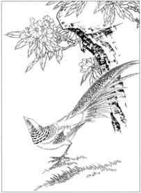 锦鸡 白描 素描 线描 国画稿