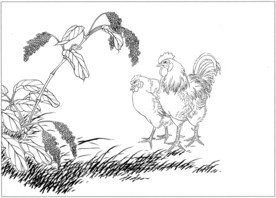锦鸡 白描 素描 线描 国画稿